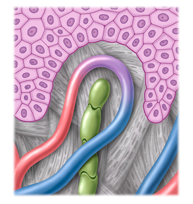 Figure healthy lymphatic system Figure healthy lymphatic system