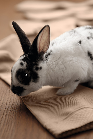 3. Lifestyle image Juzo Intenso A bunny sits on the Juzo Intenso stockings