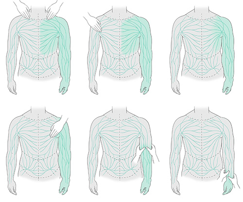 Graphique Drainage lymphatique Drainage lymphatique et ses effets visualisés à différents endroits du système lymphatique sur le haut du corps