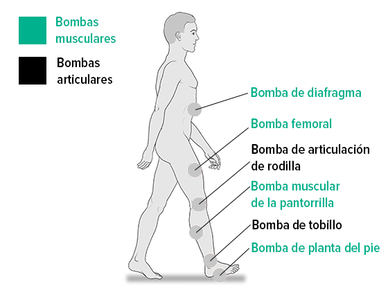 Bombas musculares y articulares Bombas musculares y articulares