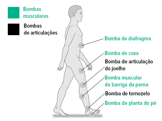Bombas de músculos e articulações Bombas de músculos e articulações